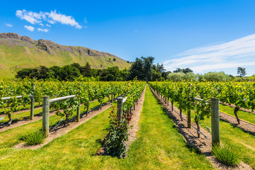 Fototapeta na wymiar New Zealand Vineyard
