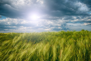 Obraz premium rye field