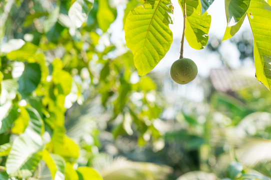 Green santol  thai fruit on tree.