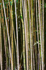Fototapeta premium Closeup photography of a grove of wild bamboo. Costa Rica
