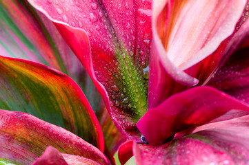Core macro photo of a flower with water drops in the jungle. Costa Rica