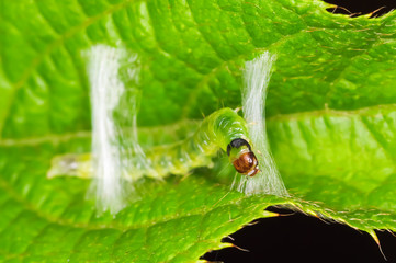 Green caterpillar weaving a cocoon in the jungle. Costa Rica