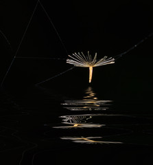 The picture of a tropical plant seeds on a black background with reflection in water. Costa Rica