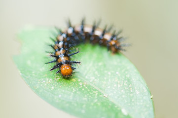 Colorful caterpillar crawling on a green wet leaf. Costa Rica
