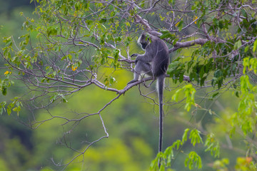 Portrait of rare Silvered Langur (Presbytis cristatus ) in real nature 