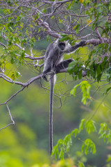 Portrait of rare Silvered Langur (Presbytis cristatus ) in real nature 