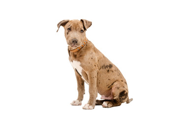 Obraz premium Pretty puppy pit bull