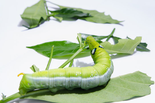 Caterpillars eat leaves