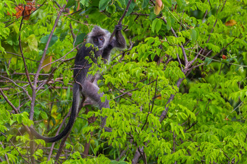Portrait of rare Silvered Langur (Presbytis cristatus ) in real nature 