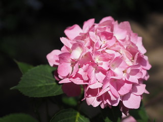 Ｈｙｄｒａｎｇｅａ