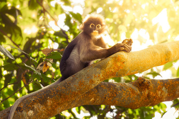Dusky leaf monkey(Trachypithecus obscurus) with morning light in real natured