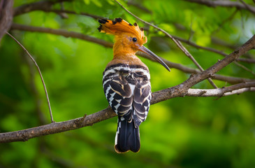 Close up of Portrait of Hoopoe (Upupa epops)  in real nature in Thailand