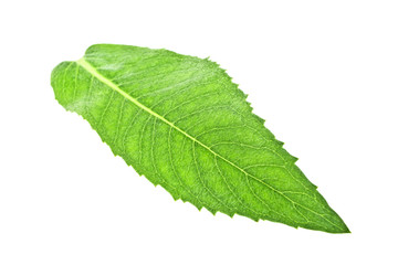 Fototapeta premium Fresh melissa leaf isolated on a white background
