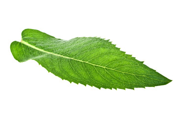 Fresh melissa leaf isolated on a white background