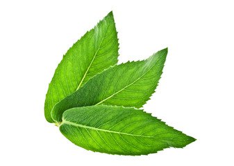 Fresh melissa leaves isolated on a white background