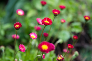 Group of bright purple daisy flowers in springtime