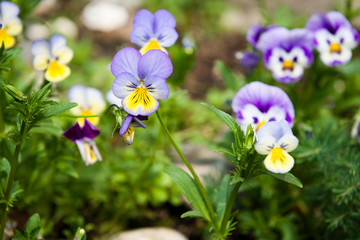 Viola and yellow tricolor pansy, flower bed bloom in the garden.