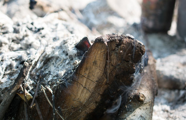 Unburned firebrand in the fire. Surrounded by ash.