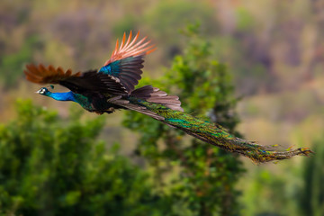 Male Indian peafowl, Blue peafowl(Pavo, cristatus) flying in real nature in Thailand