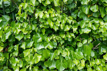 Fototapeta na wymiar Green ivy leaves wall