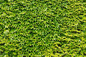 Green ivy leaves wall