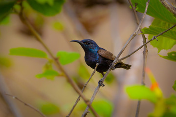 Purple sunbird(Cinnyris asiaticus) in real nature in Thailand