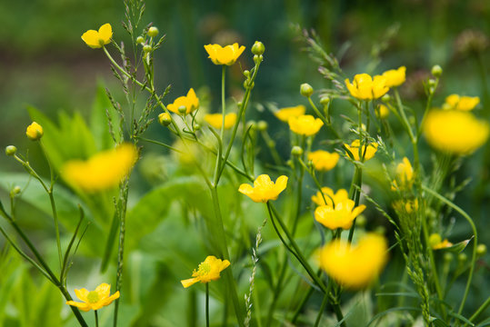 Fototapeta blooming flower in spring, buttercup, crowfoot, ranunculus
