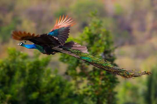 Male Indian peafowl, Blue peafowl(Pavo, cristatus) flying in real nature in Thailand