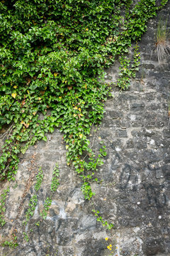 The green ivy on a stone wall, a beautiful background