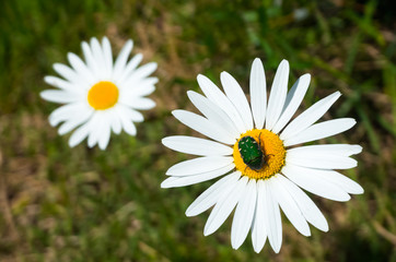 Fototapeta premium フランスギク