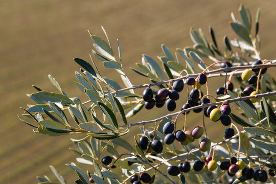 isolated black olives on olive branch