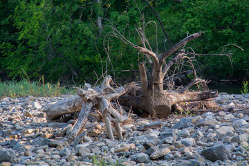 Snag on the rocky banks of the river. The forest in the background.