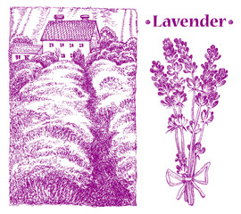 lavender bouquet. Provence landscape. Vector hand drawn graphic illustration.
