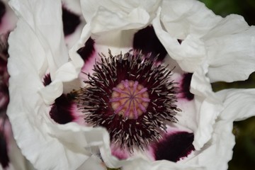 Papaver orientale