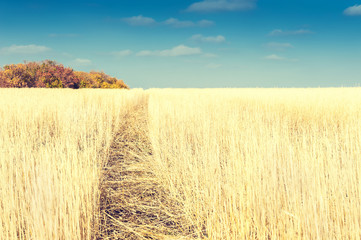 Wheat field after harvest in autumn