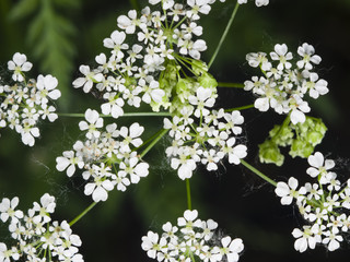 Cow Parsley or Wild Chervil, Anthriscus sylvestris, flower clusters macro, selective focus, shallow DOF