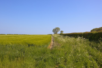 Fototapeta na wymiar barley field in summer