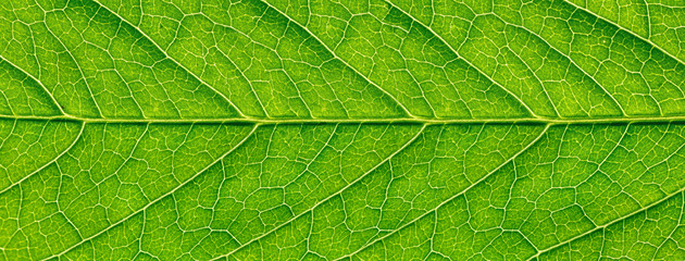 Fototapeta na wymiar Close-up of green leaf