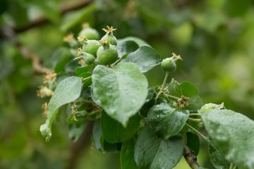 morning Apple orchard after rain