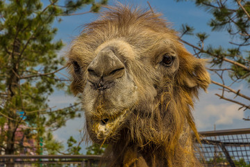 large red face of a camel is looking at you