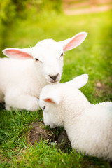 Two lambs on the grass