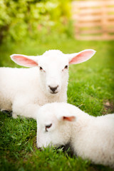 Naklejka na ściany i meble Two lambs on the grass