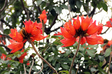 Blüte des Afrikanischen Tulpenbaums, Spathodea campanulata, Nahaufnahme
