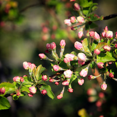 blooming apple tree