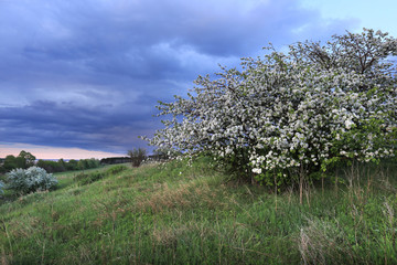 blossoming apple tree on the river bank