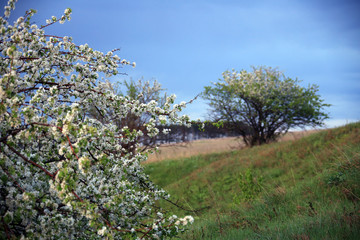 Fototapeta premium apple tree in bloom