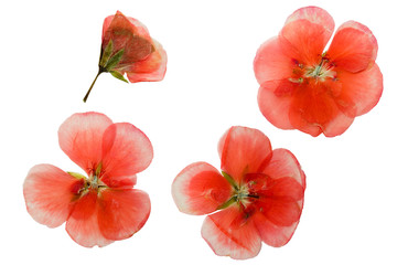 Pressed and dried delicate pink flowers geranium - obrazy, fototapety, plakaty