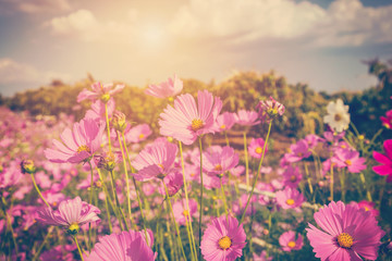 cosmos flower and sunlight with vintage tone.