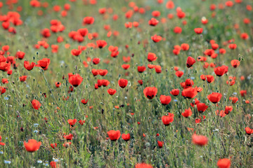 Poppy flowers field, close-up early in the morning