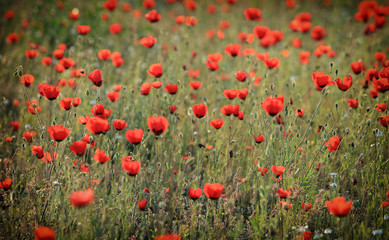 Poppy flowers field, close-up early in the morning